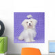 Maltese Dog