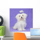 Maltese Dog