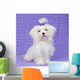Maltese Dog