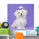 Maltese Dog