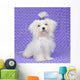 Maltese Dog