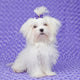 Maltese Dog