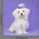 Maltese Dog
