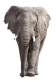 Elephant Wall Decal