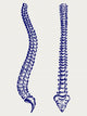 Human Anatomy Spine Doodle