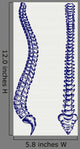 Human Anatomy Spine Doodle