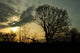 trees in a countryside scene at sunset Wall Mural