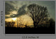 trees in a countryside scene at sunset Wall Mural