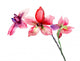 Pink orchids flowers Wall Decal