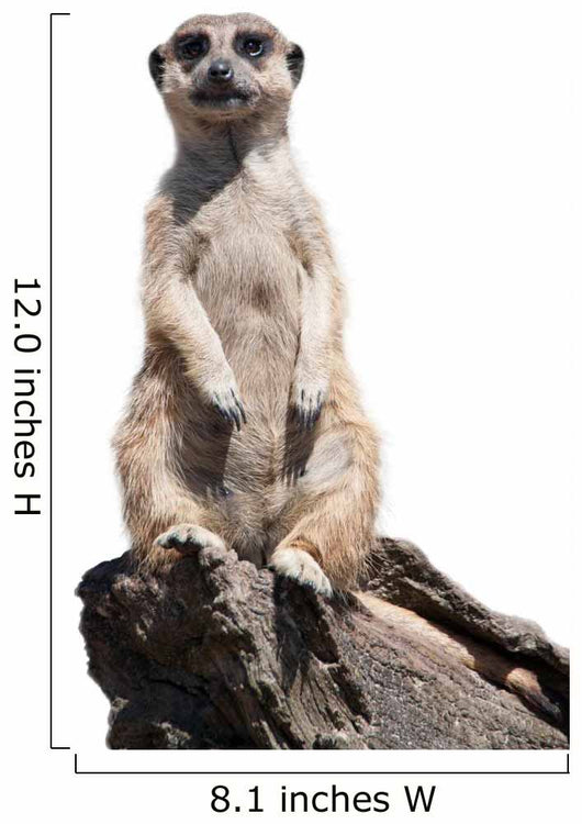 meerkat Wall Decal
