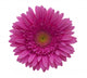 gerbera flower Wall Decal