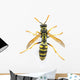 Wasp