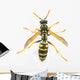 Wasp