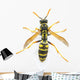 Wasp