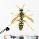 Wasp