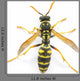 Wasp