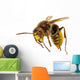 Hornet