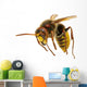 Hornet