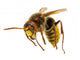 Hornet