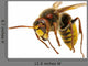 Hornet