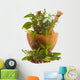 Herbs Wall Decal