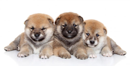 Group Shiba Inu Puppies Wall Decal