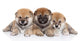 Group Shiba Inu Puppies Wall Decal