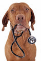 dog as a nurse Wall Decal