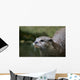Asian Small-clawed Otter Wall Mural