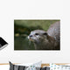 Asian Small-clawed Otter Wall Mural