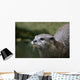 Asian Small-clawed Otter Wall Mural