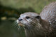 Asian Small-clawed Otter Wall Mural