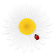 Chamomile flower and ladybird isolated on white background. Vect Wall Decal