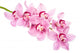 Pink Orchid Flowers Wall Decal