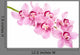 Pink Orchid Flowers Wall Decal
