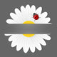 Chamomile flower and ladybird isolated on grey background.  Wall Mural