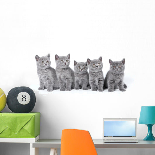 British Shorthair Kittens Sitting Wall Decal