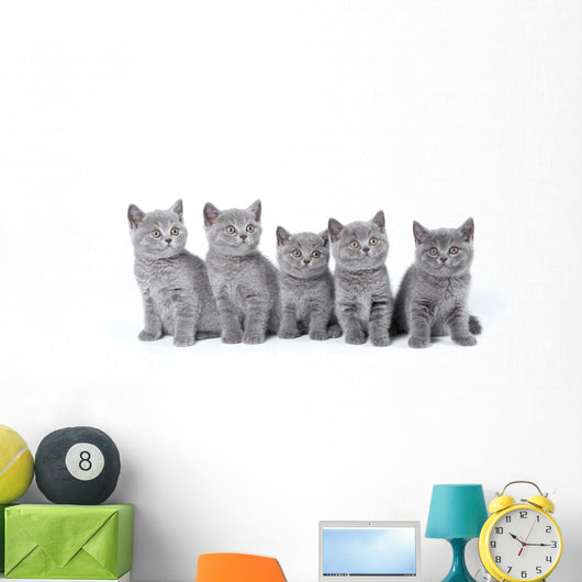 British Shorthair Kittens Sitting Wall Decal