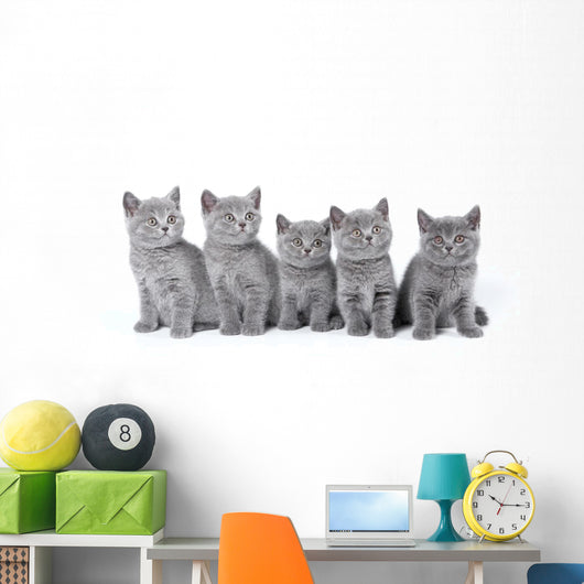 British Shorthair Kittens Sitting Wall Decal