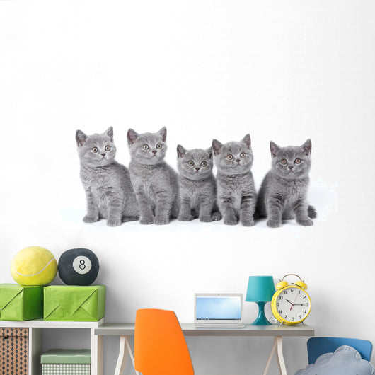 British Shorthair Kittens Sitting Wall Decal