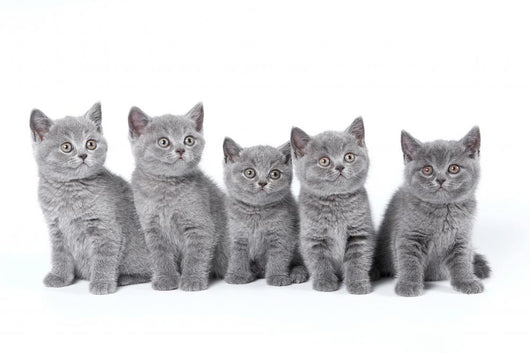 British Shorthair Kittens Sitting Wall Decal