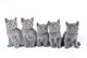British Shorthair Kittens Sitting Wall Decal