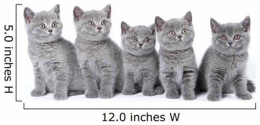 British Shorthair Kittens Sitting Wall Decal