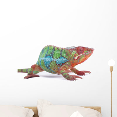 Panther Chameleon Portrait Released Wall Mural shown on a wall