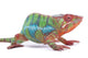 Panther Chameleon Portrait Released Wall Mural