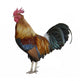 Colorful Rooster Wall Decal