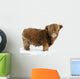 Young Highland Cattle standing in the snow Wall Decal
