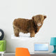 Young Highland Cattle standing in the snow Wall Decal