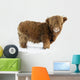 Young Highland Cattle standing in the snow Wall Decal