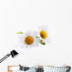 Art Daisies Spring White Flower Wall Decal